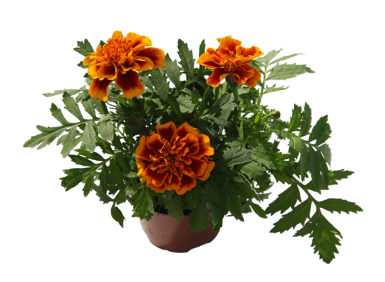 Aksamitka wzniosła 25 cm doniczka 10,5 cm mix