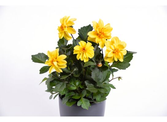 Begonia bulwiasta wys. 25 cm doniczka 10,5 cm