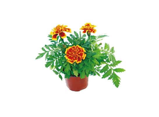 Aksamitka rozpierzchła 25 cm doniczka 9 cm 6 sztuk