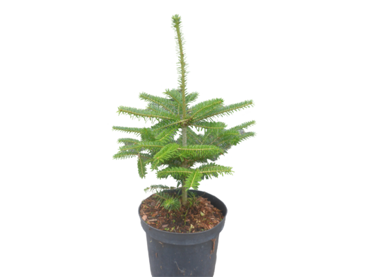 Jodła koreańska 40-60 cm doniczka 21 cm