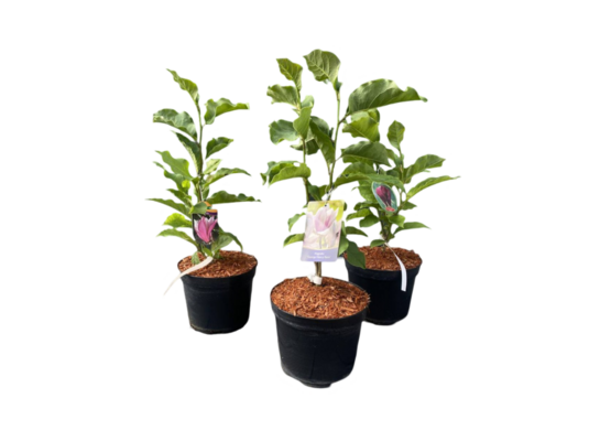 Magnolia doniczka 23 cm mix