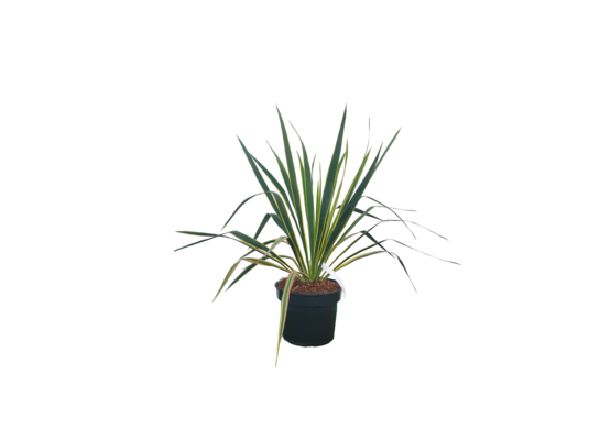 Jukka karolińska doniczka 4 l mix