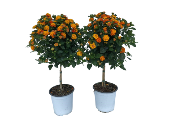 Lantana 65 cm doniczka 17 cm