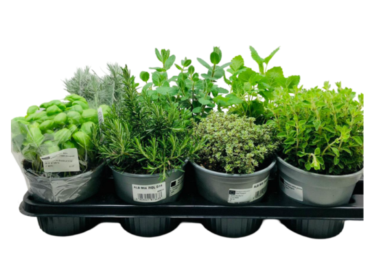 Zioła 30 cm doniczka 14 cm mix