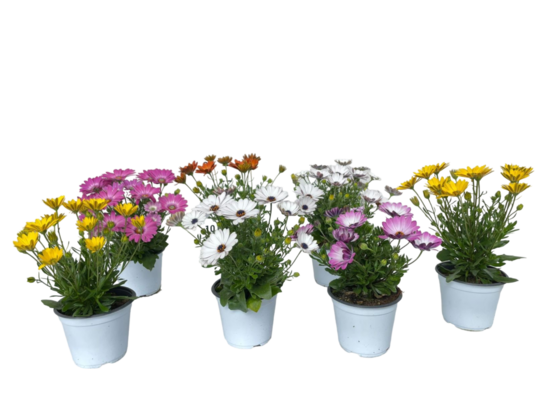 Osteospermum 35 cm doniczka 14 cm mix