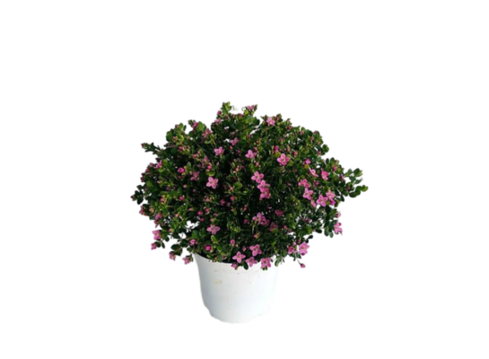 Boronia 25 cm doniczka 14 cm