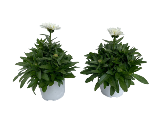 Złocień 35 cm doniczka 14 cm mix