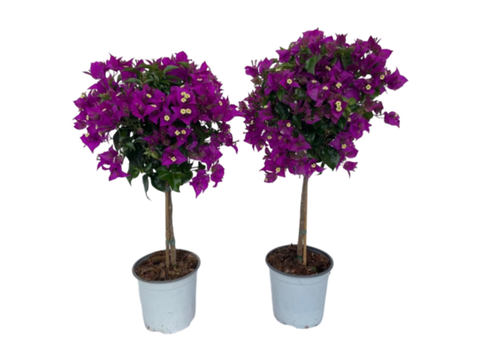 Bugenwilla na pniu 70 cm doniczka 17 cm