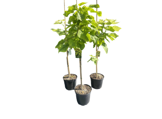 Surmia bignoniowata 100 - 140 cm doniczka 26 cm mix