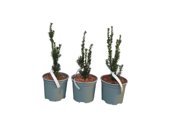 Cis pośredni doniczka 18 cm