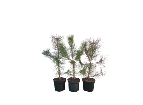 Sosna czarna doniczka 18 cm