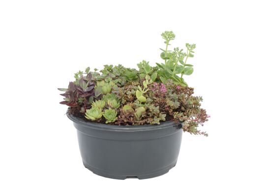 Kompozycja roślin skalnych w misce doniczka 17 cm