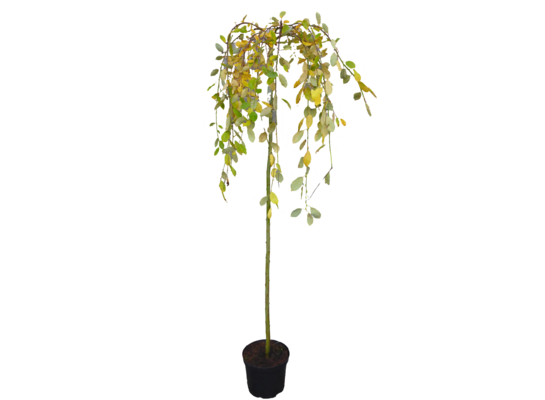 Wierzba iwa Pendula doniczka 23 cm