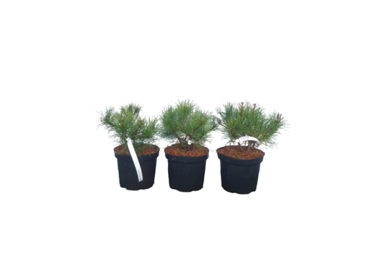 Sosna górska odmiana niska doniczka 18 cm