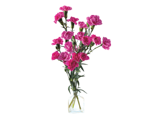 Goździk 50 cm 5 sztuk mix