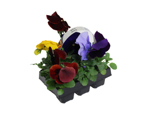 Bratek miniaturowy 6-pak wys. 15 cm doniczka 6 cm mix