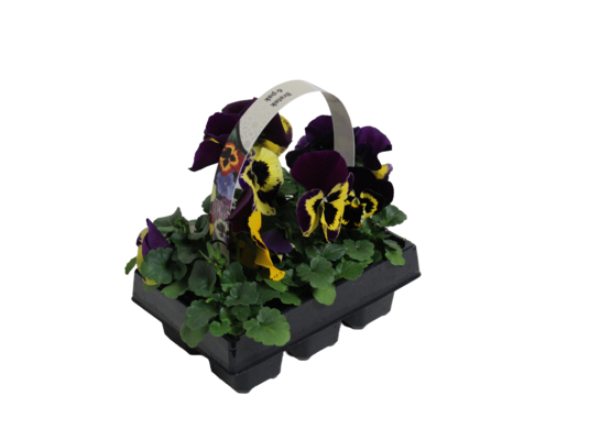 Bratek wielkokwiatowy 6-pak 20 cm doniczka 12 cm mix