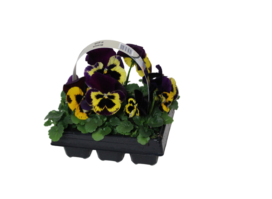 Bratek miniaturowy 6-pak wys. 20 cm doniczka 12 cm mix
