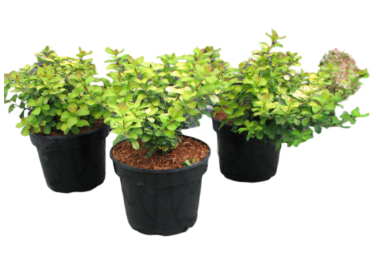 Tawuła brzozolistna Tor Gold 40-60 cm doniczka 5 cm