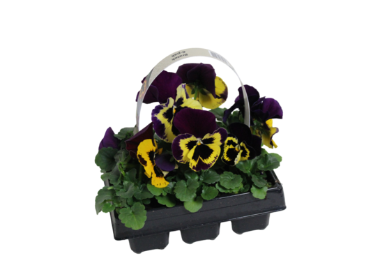 Bratek wielkokwiatowy 6-pak wys. 15 cm doniczka 9 cm mix