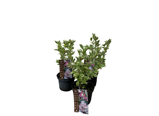 Krzewuszka cudowna 30-40 cm doniczka 21 cm mix