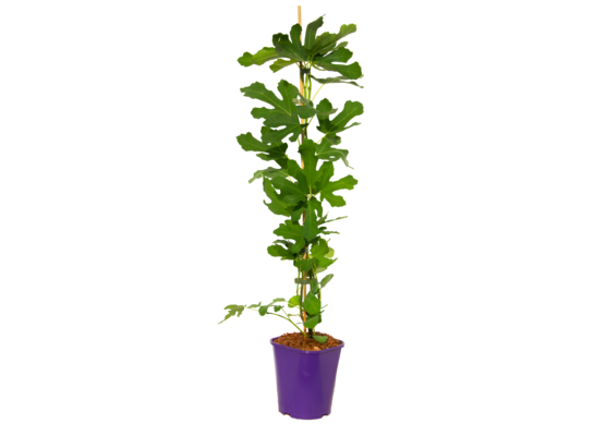 Figowiec 90 cm doniczka 2 l