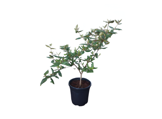 Kalina Burkwooda 40-60 cm doniczka 24 cm