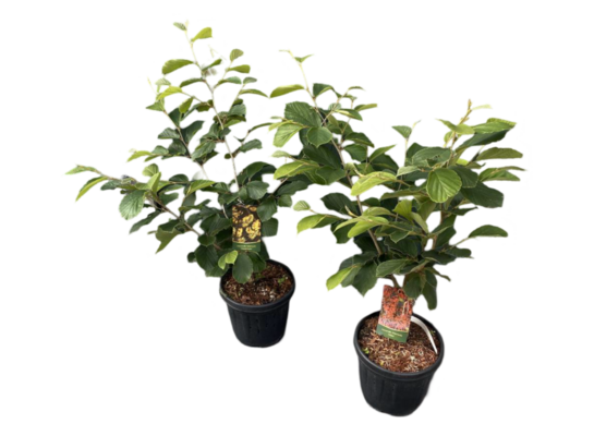 Oczar pośredni 40-60 cm doniczka 21 cm