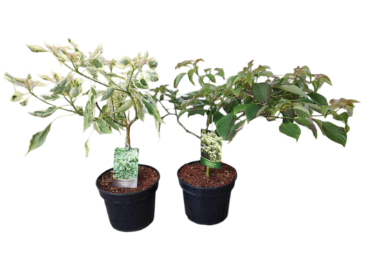 Dereń pagodowy / skrętnolistny 40-60 cm doniczka 28 cm