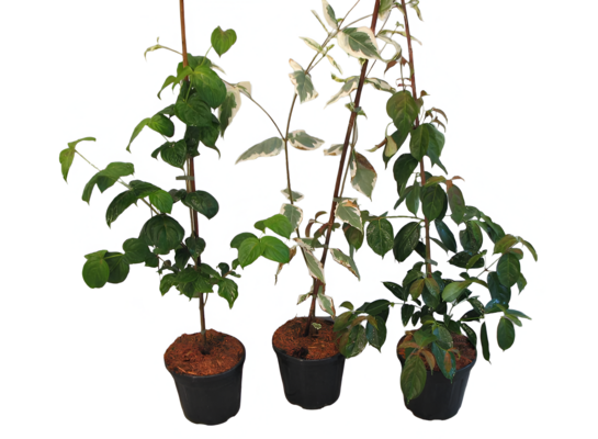 Dereń kousa 40-60 cm doniczka 28 cm mix