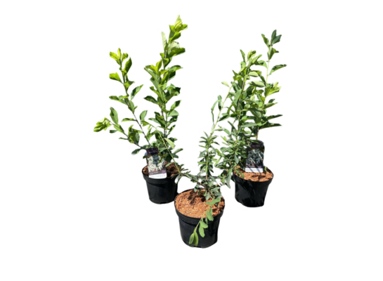 Obiela wielkokwiatowa 40-60 cm doniczka 28 cm mix