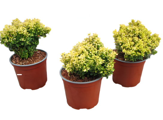 Berberys mix odm karłowych don. 21 cm wys. 20-25 cm