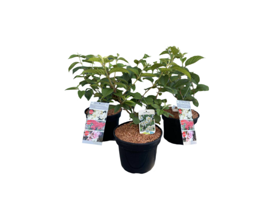 Kalina japońska 60-80 cm doniczka 21 cm mix