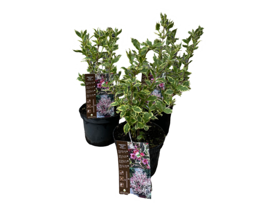 Krzewuszka cudowna mix odmian pstrolistnych doniczka 16 cm