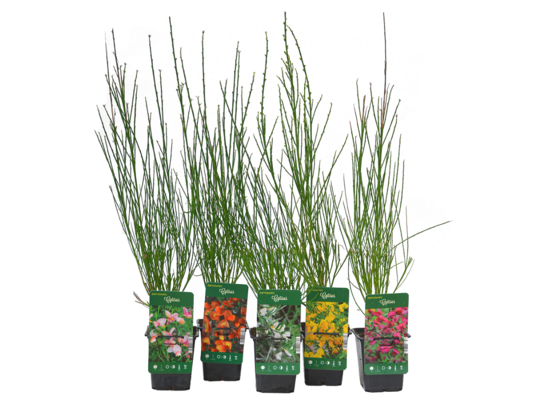 Żarnowiec 30-40 cm doniczka 9 cm