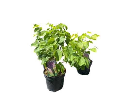 Judaszowiec kanadyjski Merlot doniczka 23 cm