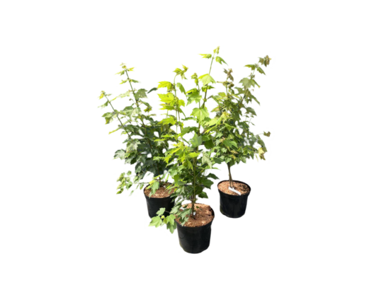 Klon czerwony Red Sunset 140-180 cm