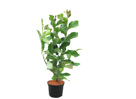 Magnolia Vulcan doniczka 23 cm