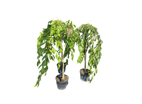 Wiśnia Kiku-shidare-zakura doniczka 26 cm