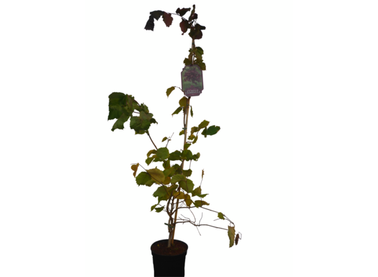 Leszczyna pospolita Purple Umbrella doniczka 23 cm