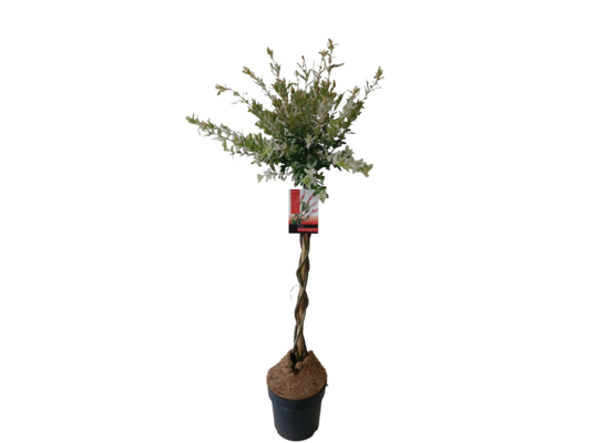 Wierzba Flamingo z plecionym pniem 70 cm