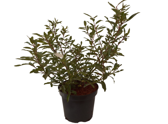 Wierzba mix C2 20-40 cm