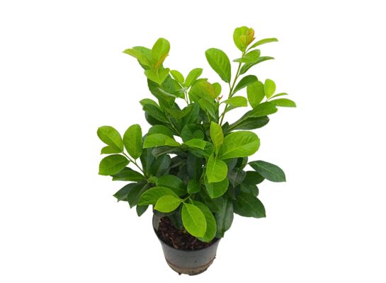 Laurowiśnia wschodnia 60-80 cm doniczka 21 cm