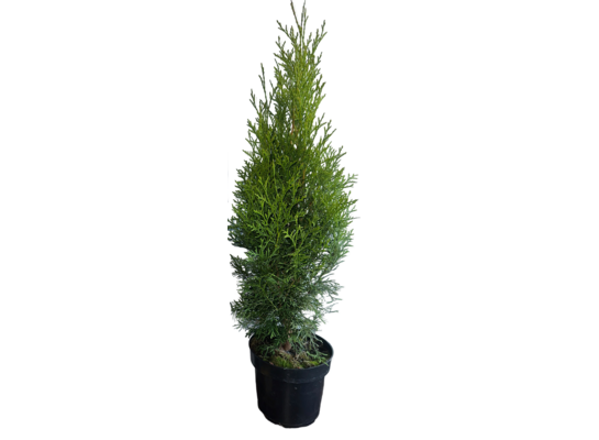 Żywotnik zachodni Smaragd C2 wys. 50-60 cm