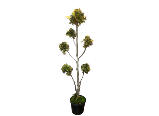 Żywotnik formowany Bonsai don. C3 wys. 75 cm