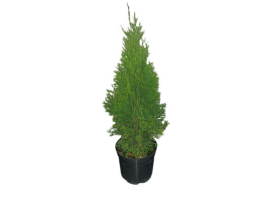 Żywotnik zachodni Smaragd C3 wys. 60-70 cm