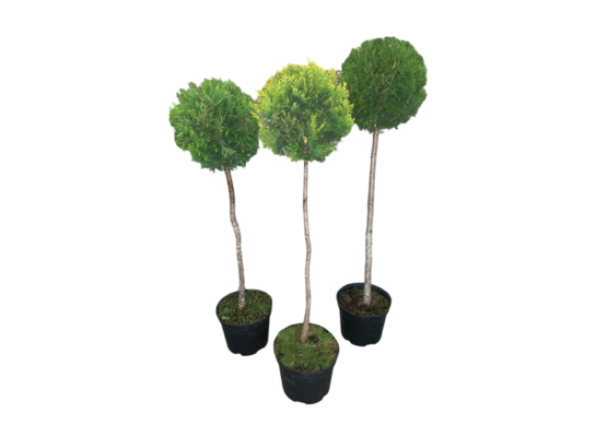 Iglaki formowane 1 kula 60 cm