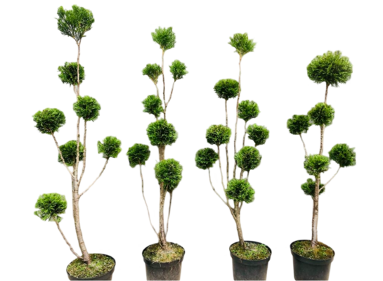 Żywotnik formowany Bonsai C10 - 15