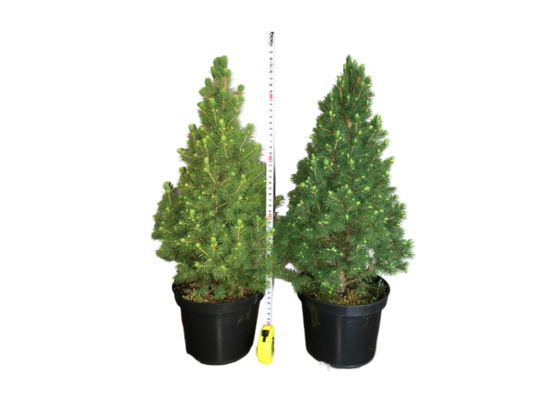 Świerk biały Conica doniczka 2 l