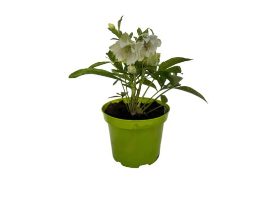 Ciemiernik 30 cm C2 mix